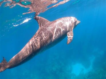 Dolphin House VIP